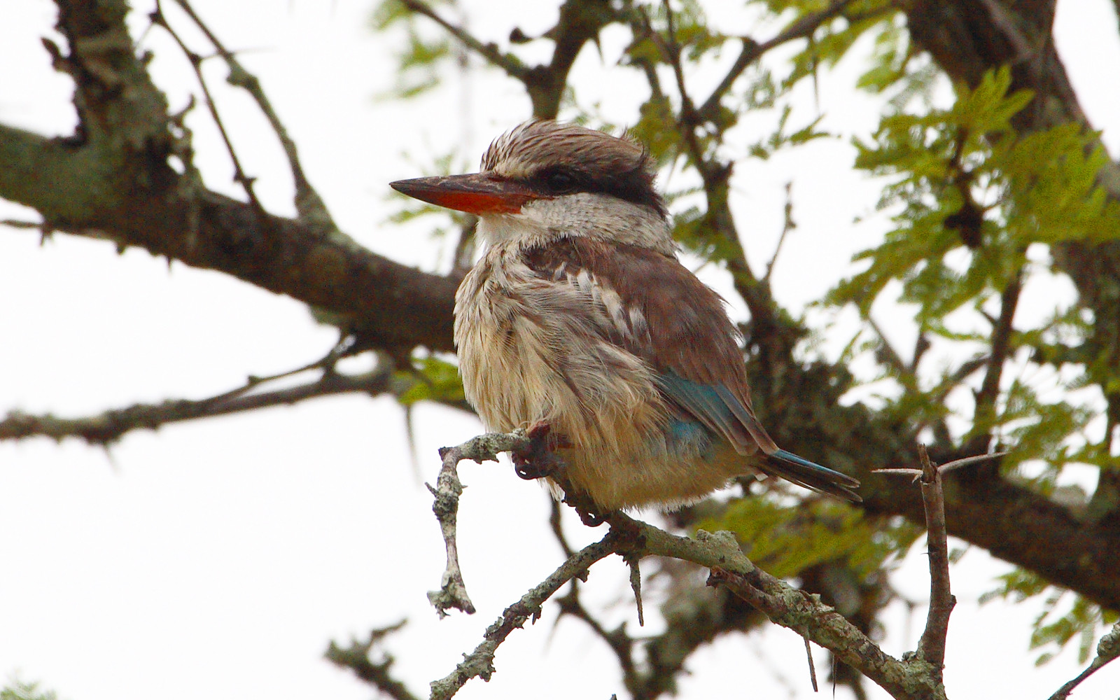 image Striped Kingfisher